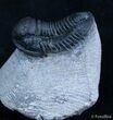 Very D Gerastos Trilobite From Morocco #2073-3